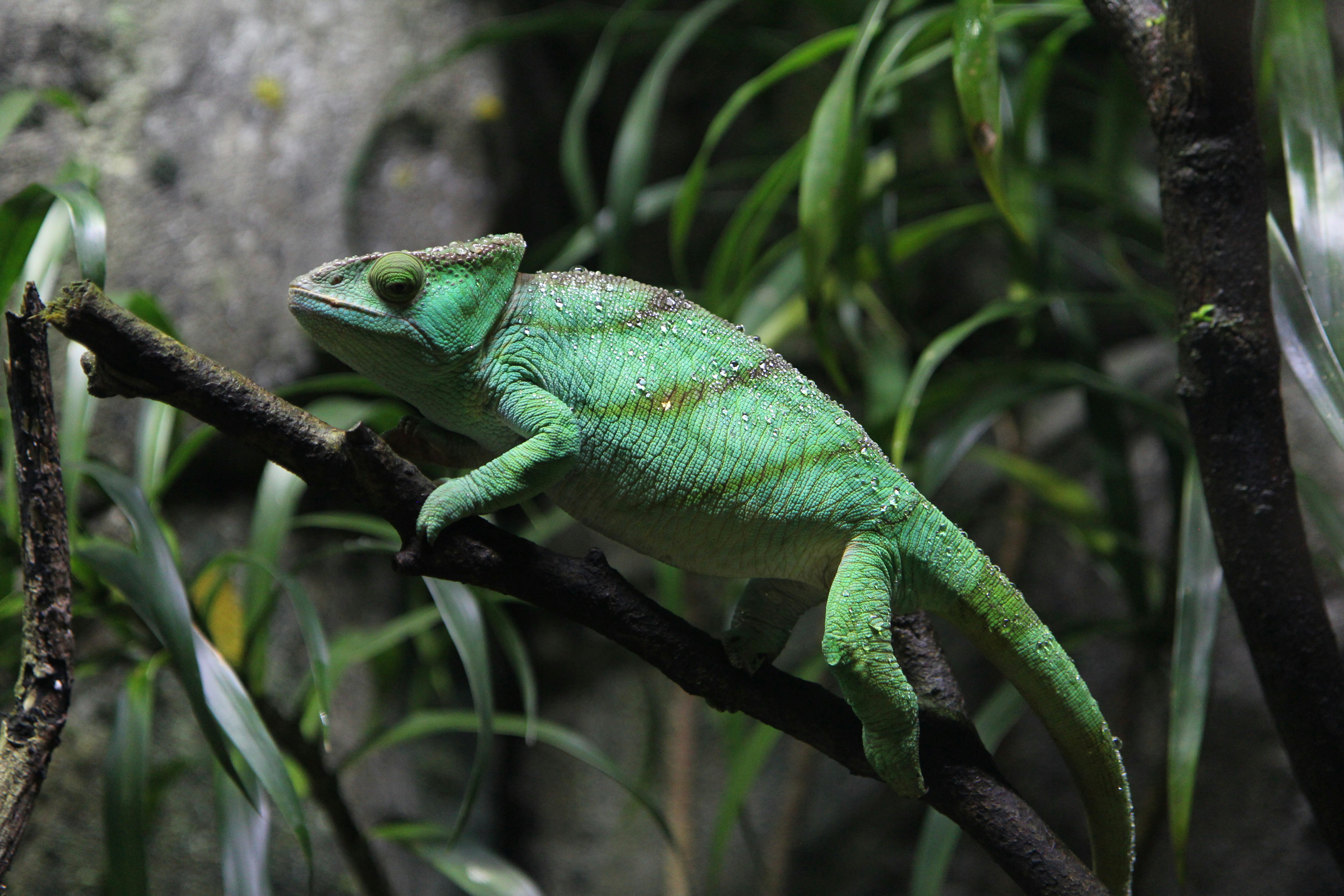 Biting Behavior In Reptiles: Causes And Solutions