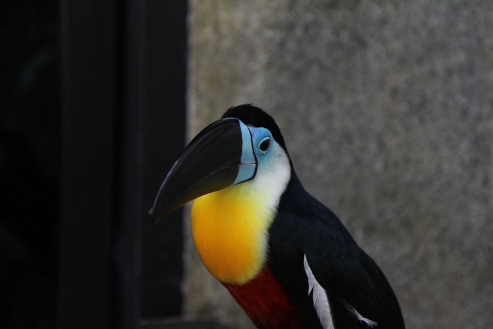 black and yellow bird