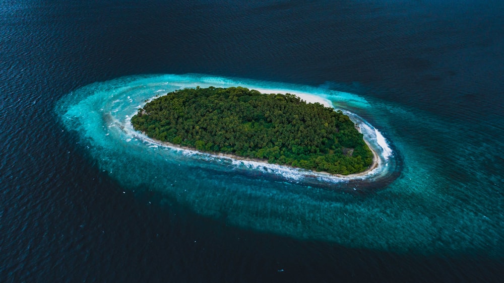 green trees covered island