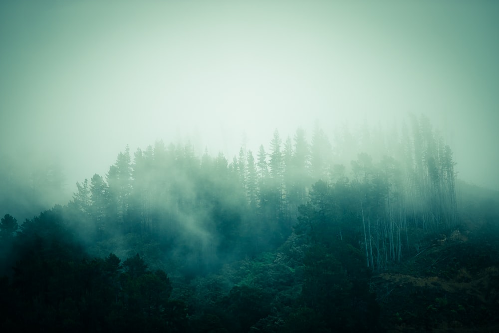 foggy forest