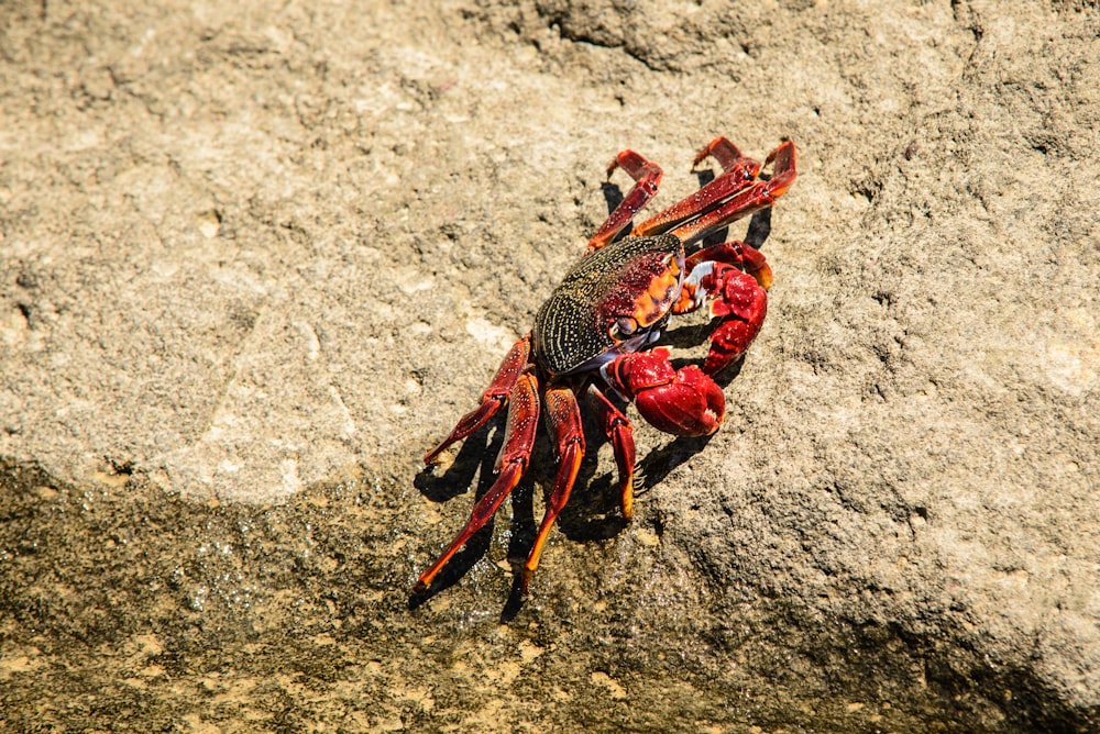 red and gray crab on gray rock