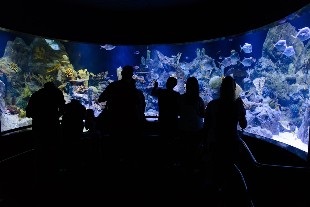 underwater aquarium