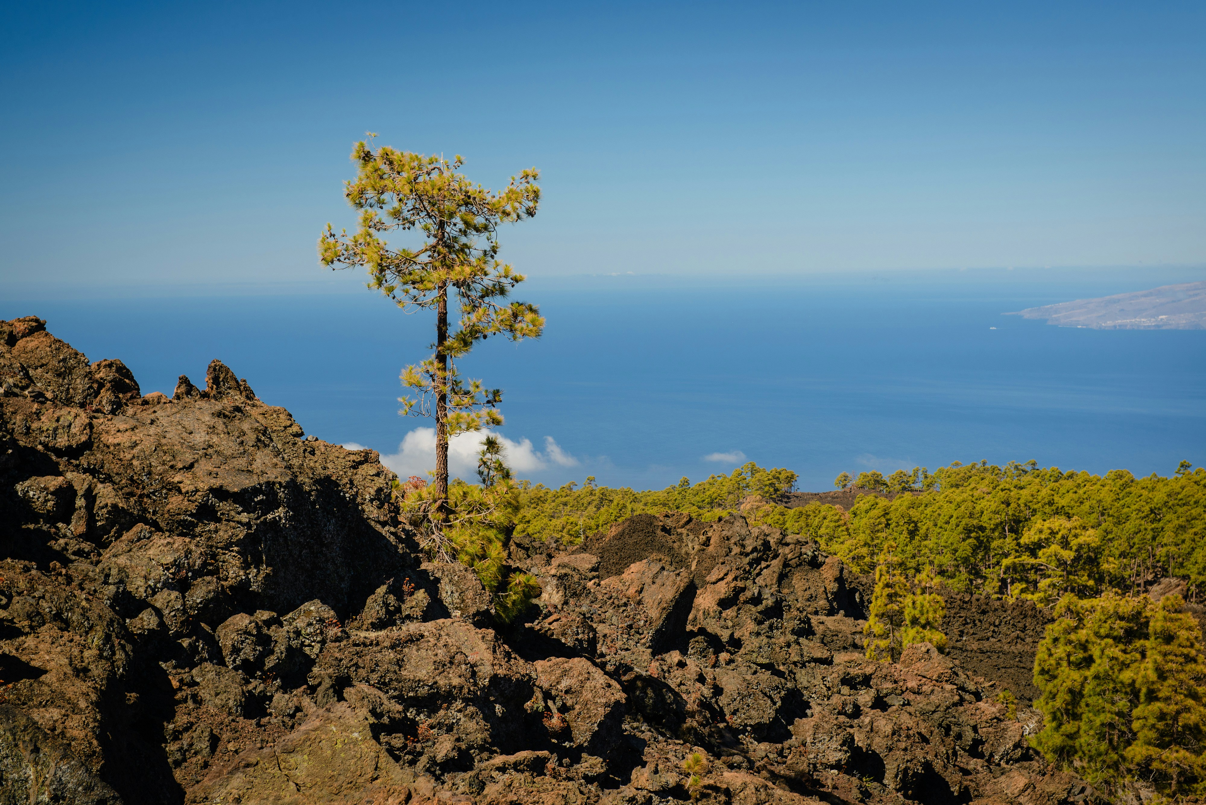 Trees That Embrace the Fire (image credits: unsplash)