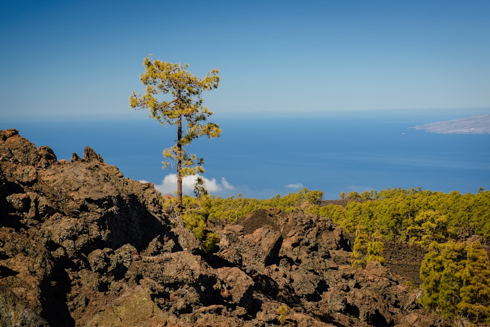 green tree under white sky