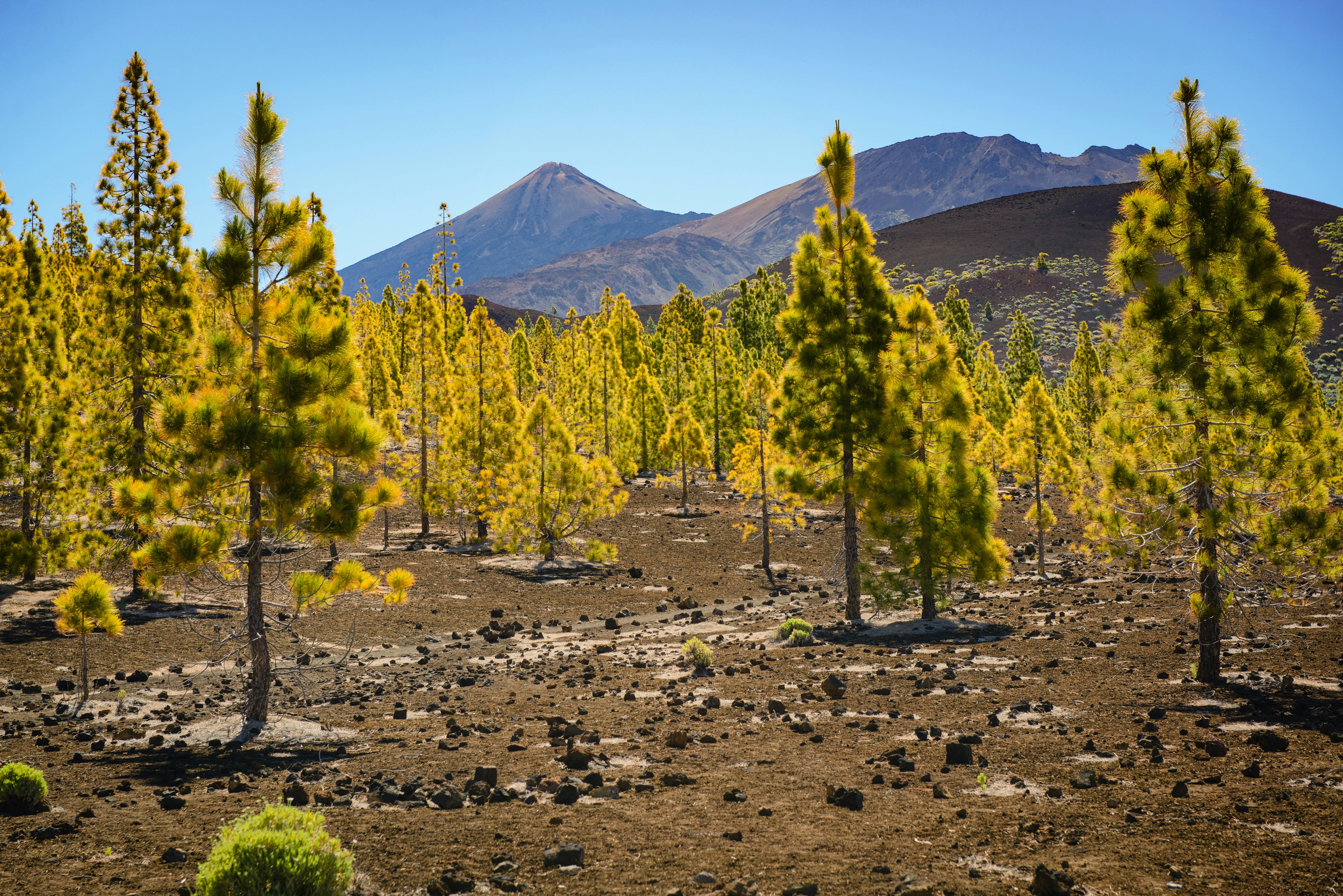 green trees near rocky mountain during daytime