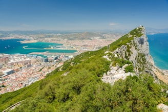 green trees covered mountain