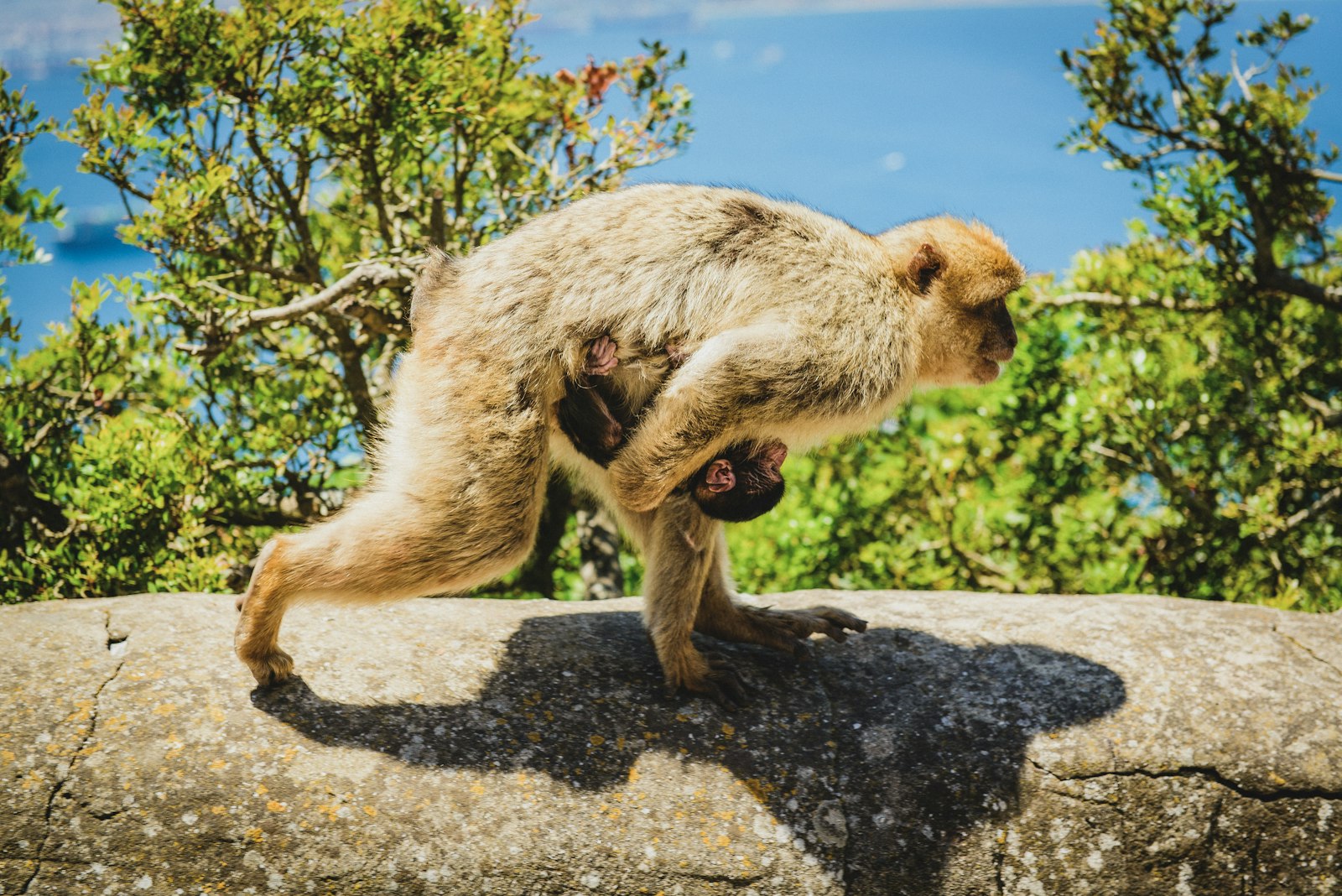 Nikon D600 + Nikon AF-S Nikkor 24-70mm F2.8G ED sample photo. Monkey carrying their baby photography