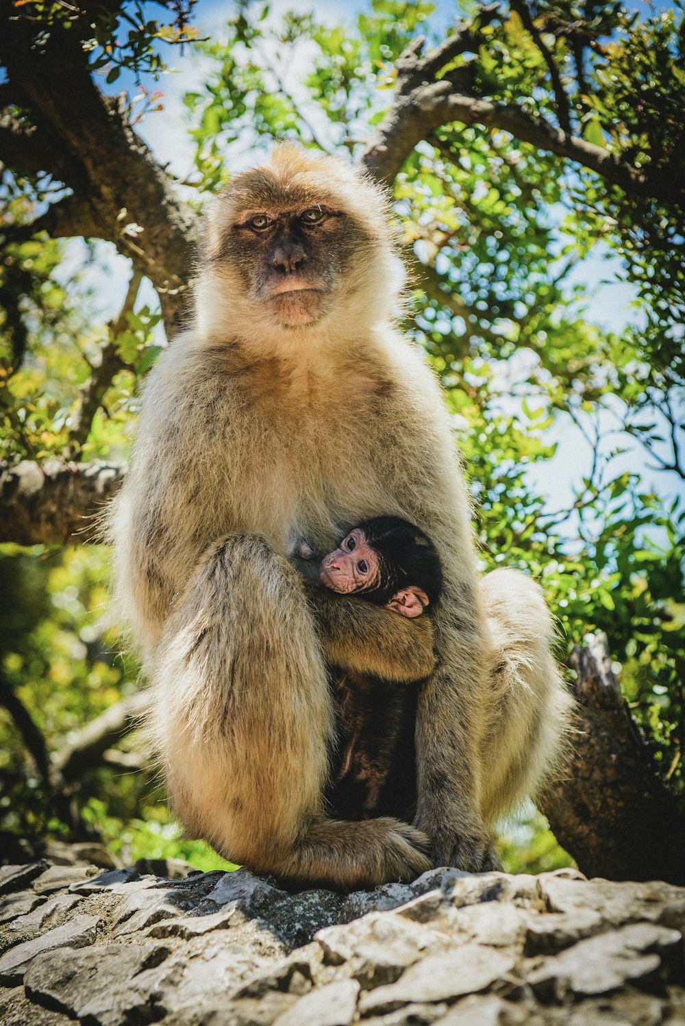 brown primate and baby under tree