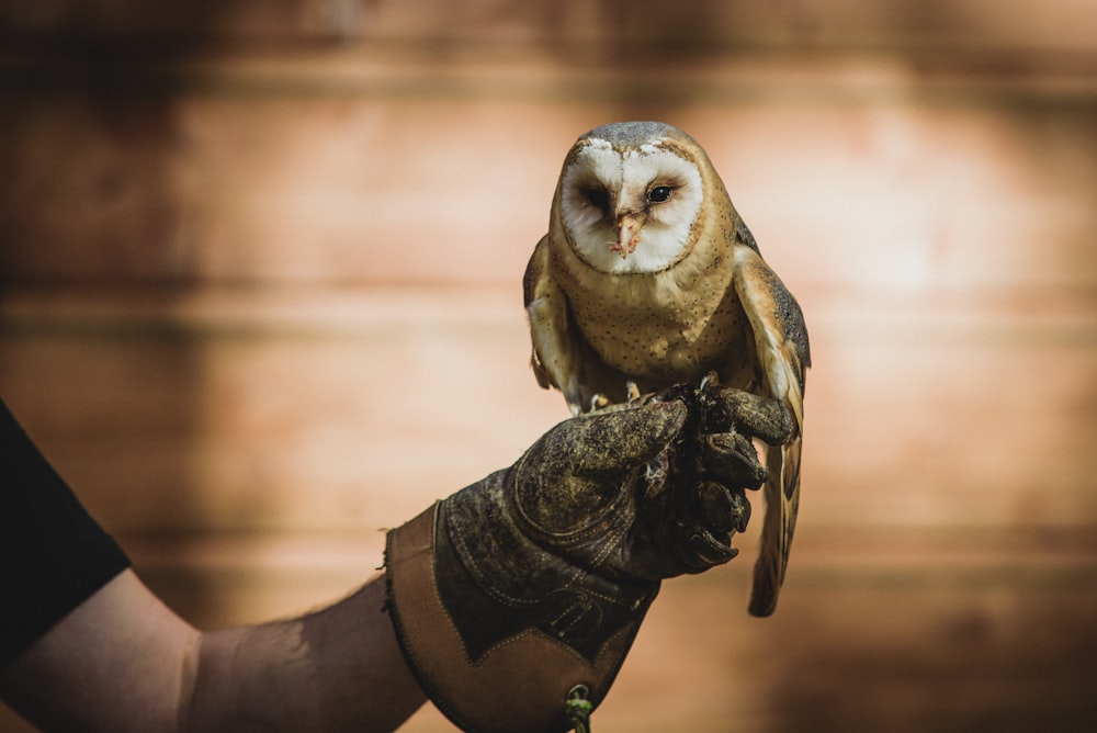 brown owl figurine