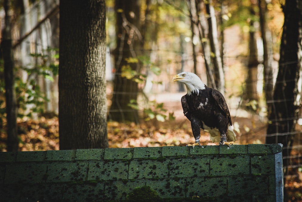 bald eagle on gray concrete fence across woods