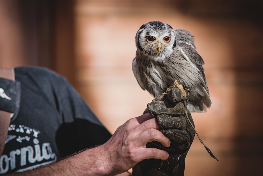 selective focus photography of man holding gray and black owl