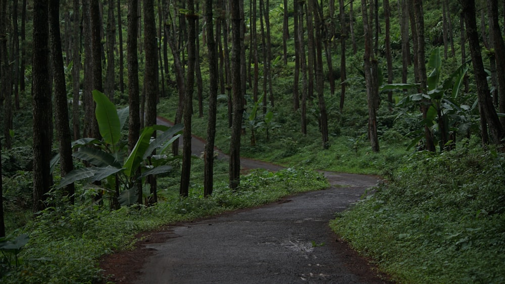 brown road under green trees