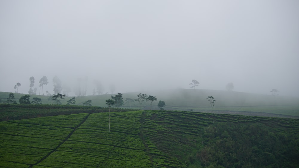 landscape photography ofgreen grass field