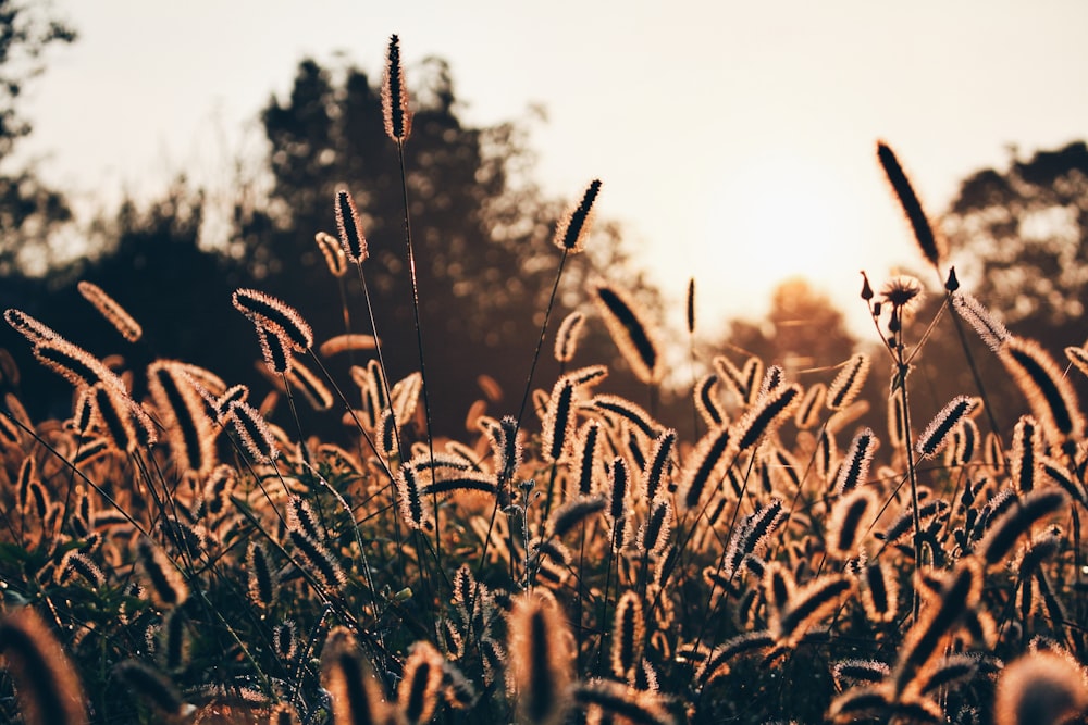 brown plants