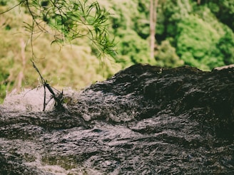 A fast-moving body of water flows over dark rocks. Above the water, there are branches and green foliage typical of a lush, natural environment. The background features a dense area of green forest, providing a rich, vibrant setting.