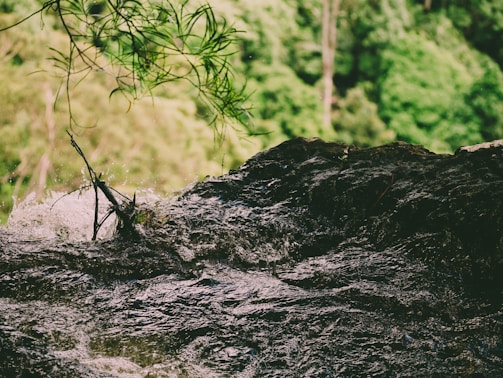 A fast-moving body of water flows over dark rocks. Above the water, there are branches and green foliage typical of a lush, natural environment. The background features a dense area of green forest, providing a rich, vibrant setting.