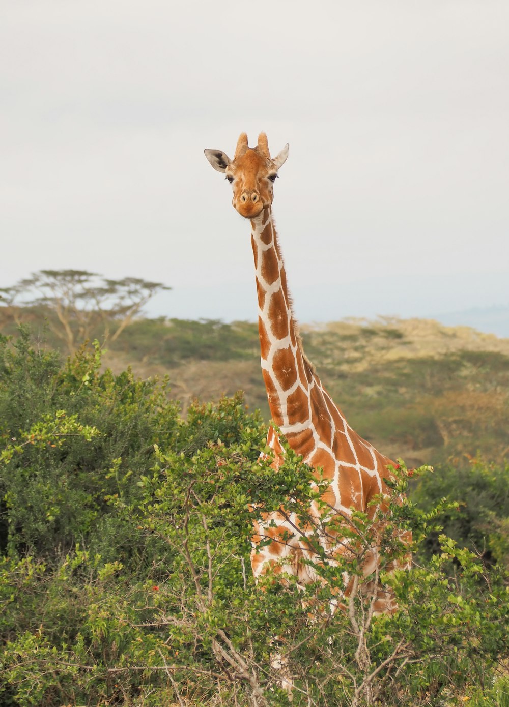 giraffa vicino agli alberi durante il giorno