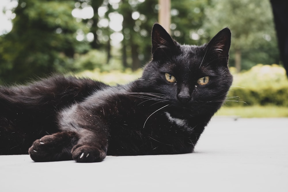 black cat reclining on concrete