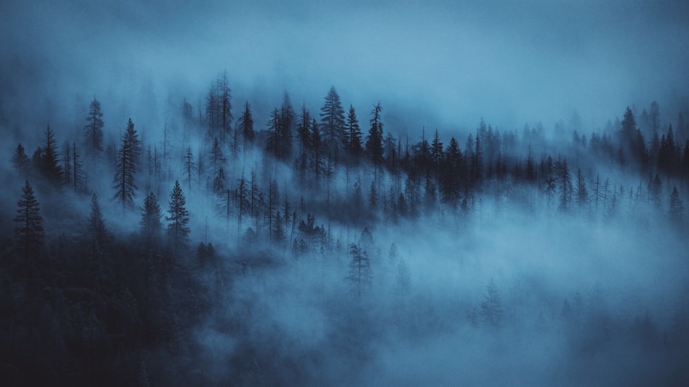 Fotografía de naturaleza de pinos cubiertos por nieblas