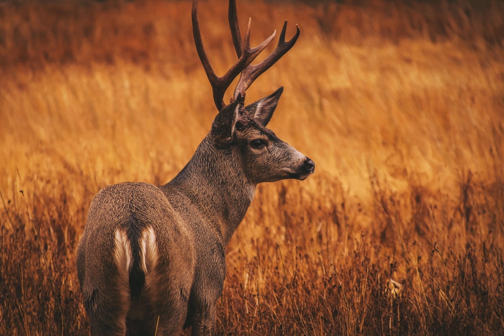 deer surrounded by grass