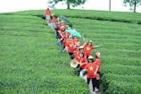 A group of people wearing matching red shirts adorned with yellow stars are arranged in a long line, walking through lush green tea plantations. Many are smiling and gesturing cheerfully towards the camera, and some hold umbrellas to shield from the sun. The tea fields create a textured pattern across the landscape.