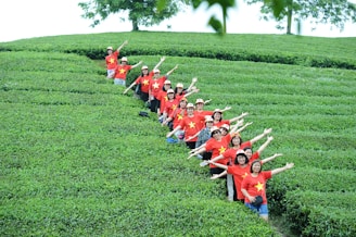 A group of people is standing in a row on a lush green tea plantation, all wearing red shirts with a yellow star and brown hats. They are smiling and have their arms stretched out, creating a sense of unity and joy. The landscape of the plantation features rolling hills and well-organized rows of tea plants.