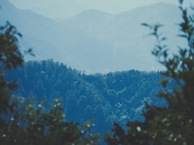 A serene view of a reforested hillside near Borobudur with diverse green vegetation.