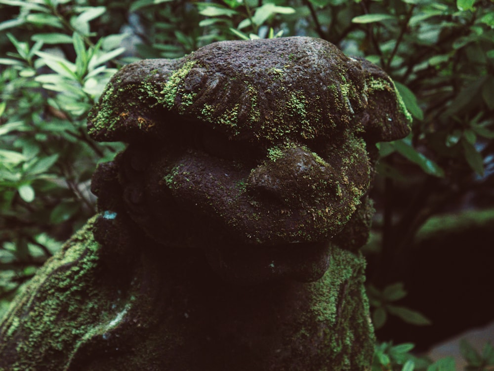 moss covered stone