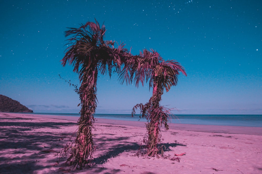 two palm trees on beach during nighttime