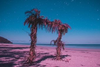 A tranquil beach scene under a starry night sky. A wooden arch made of intertwined branches and palm leaves stands prominently on the sand, casting long shadows. The ocean stretches to the horizon with a gentle gradient from deep blue to turquoise. The sky is filled with stars, creating a serene and peaceful atmosphere.