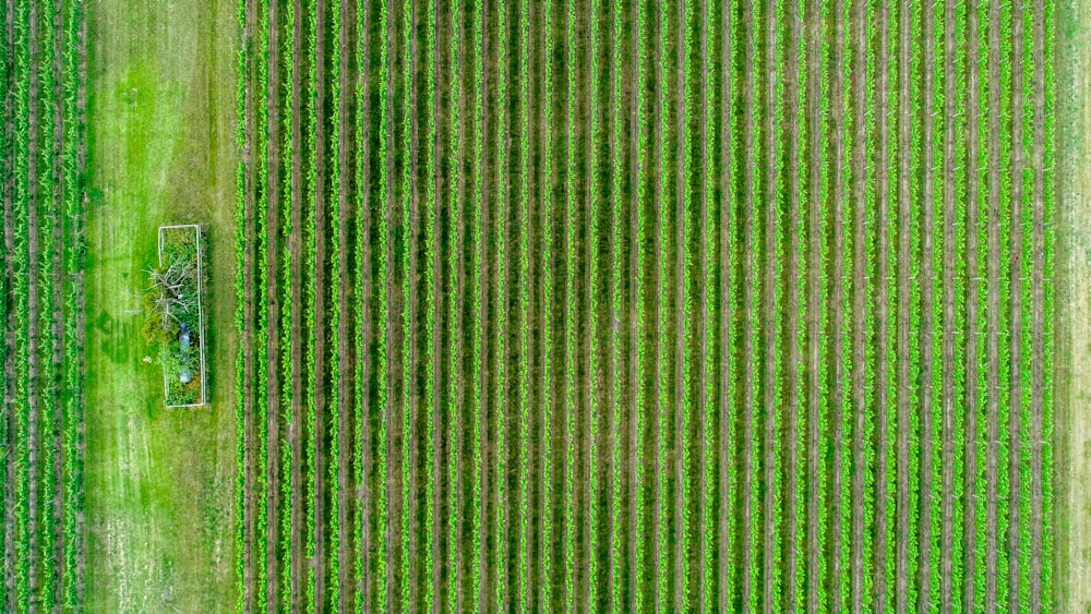 Photographie aérienne de champs verts