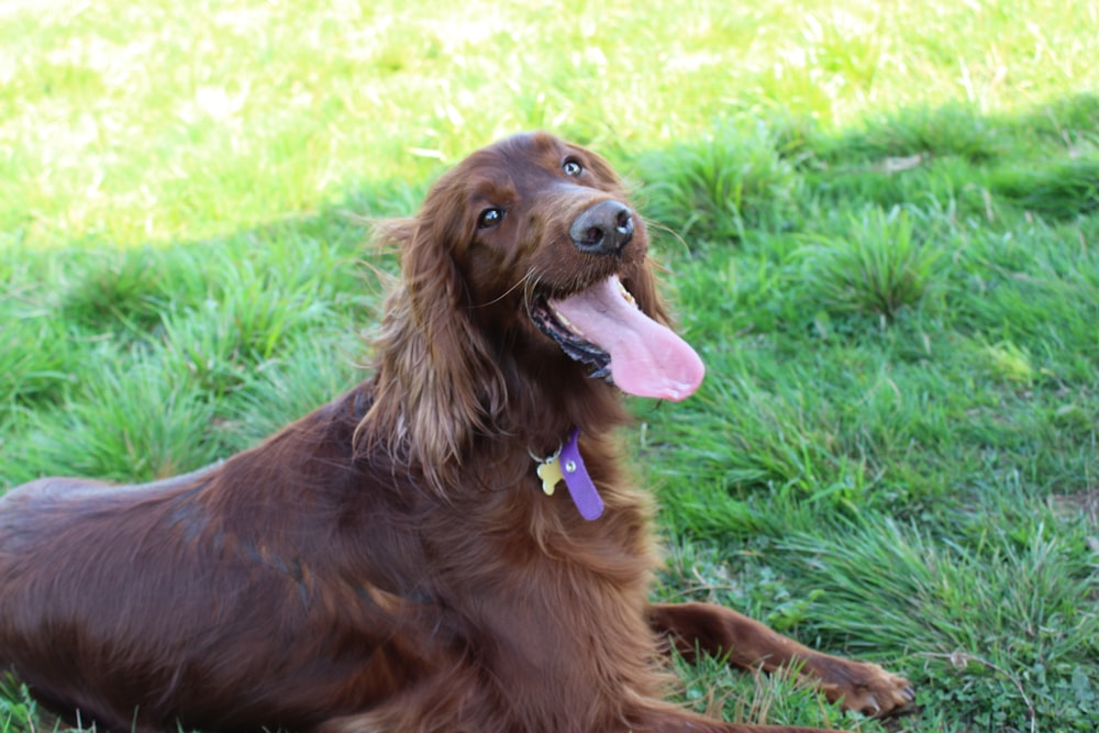 chocolate brown Labrador retriever lying on green grass