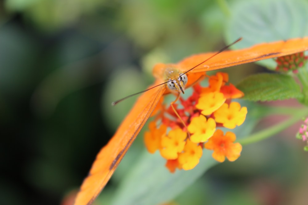 Photo de mise au point peu profonde de papillon orange