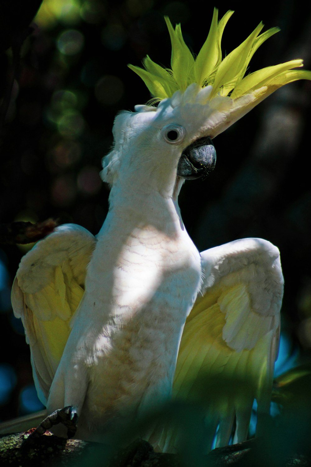 white and yellow cockatoo in branch
