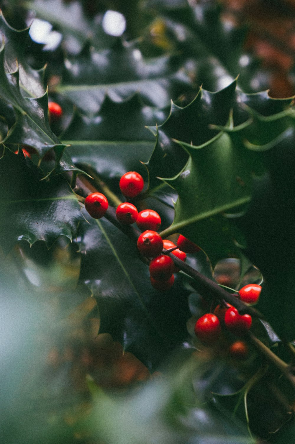 shallow focus photo of red fruits