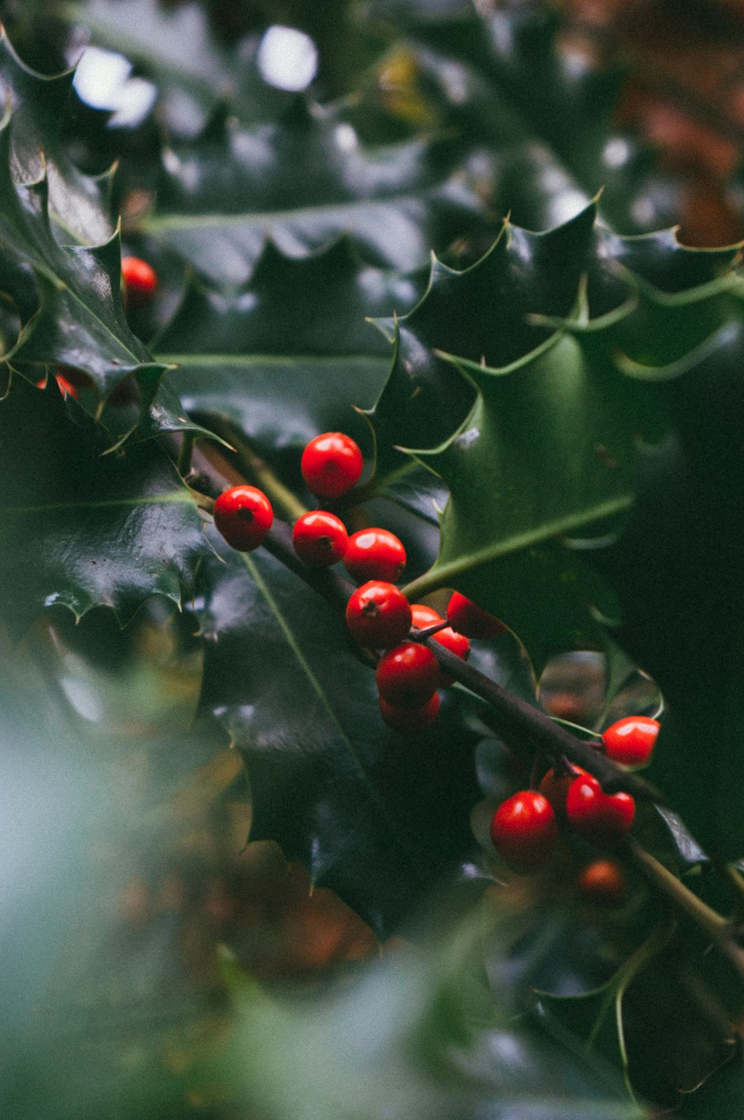 shallow focus photo of red fruits