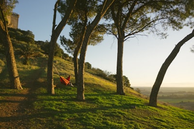 red hammock on green trees saint nicholas teams background