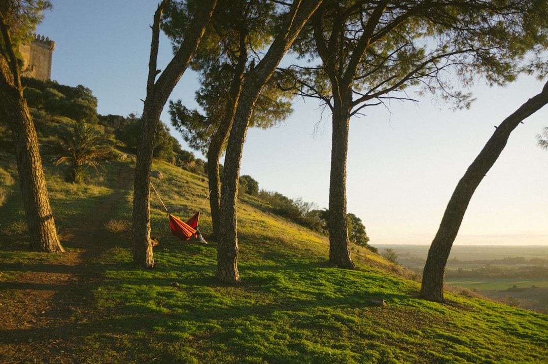 red hammock on green trees,
