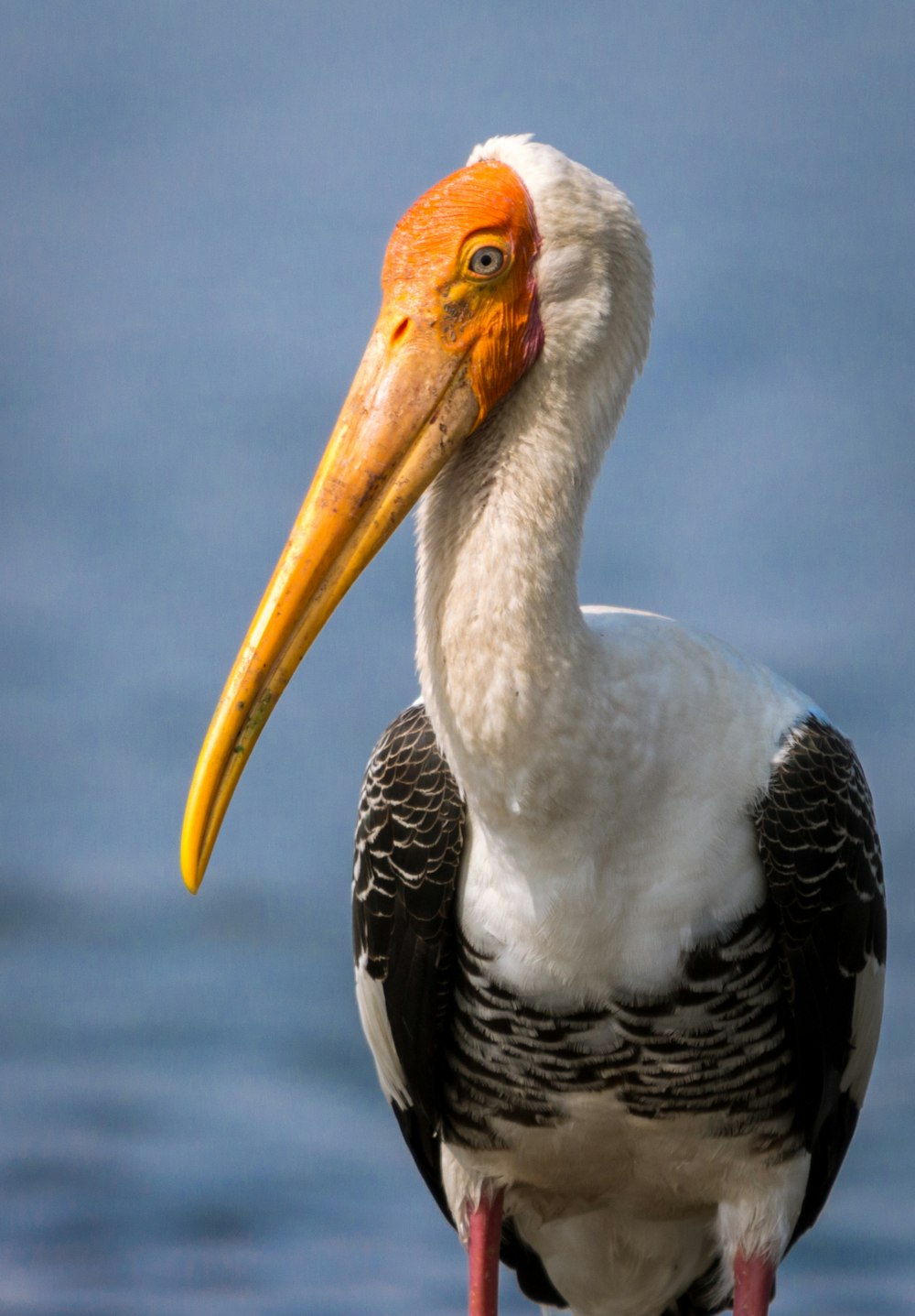 shallow focus photo of white and black bird