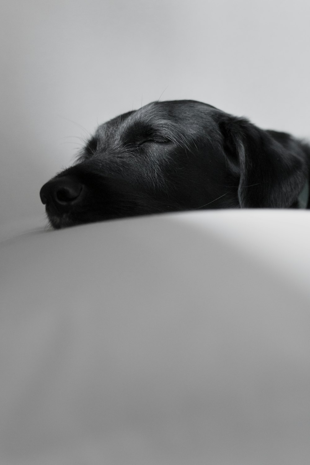 black Labrador retriever sleeping