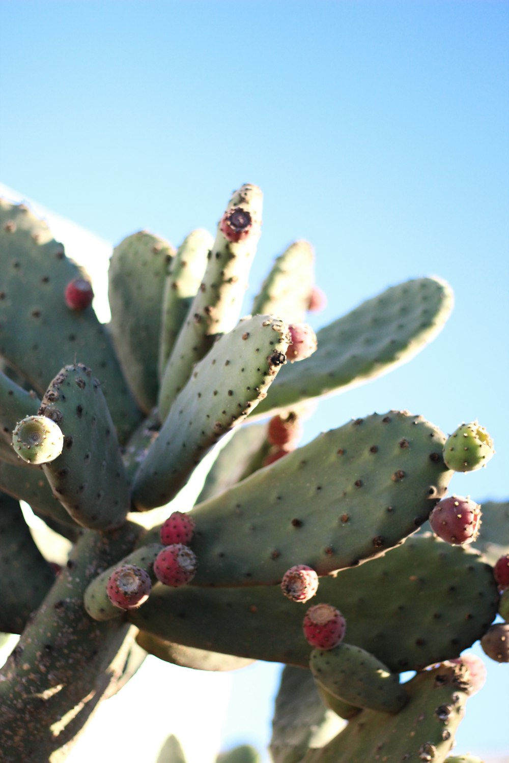 Nahaufnahme einer grünen Kaktuspflanze unter blauem Himmel während des Tages