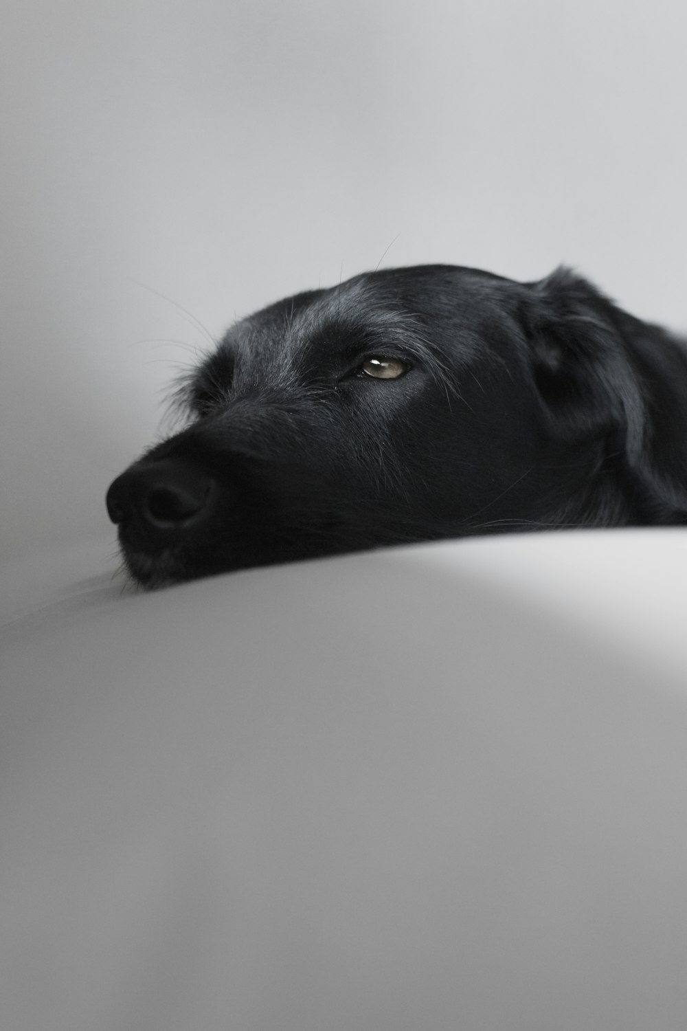 black dog lying on white textile