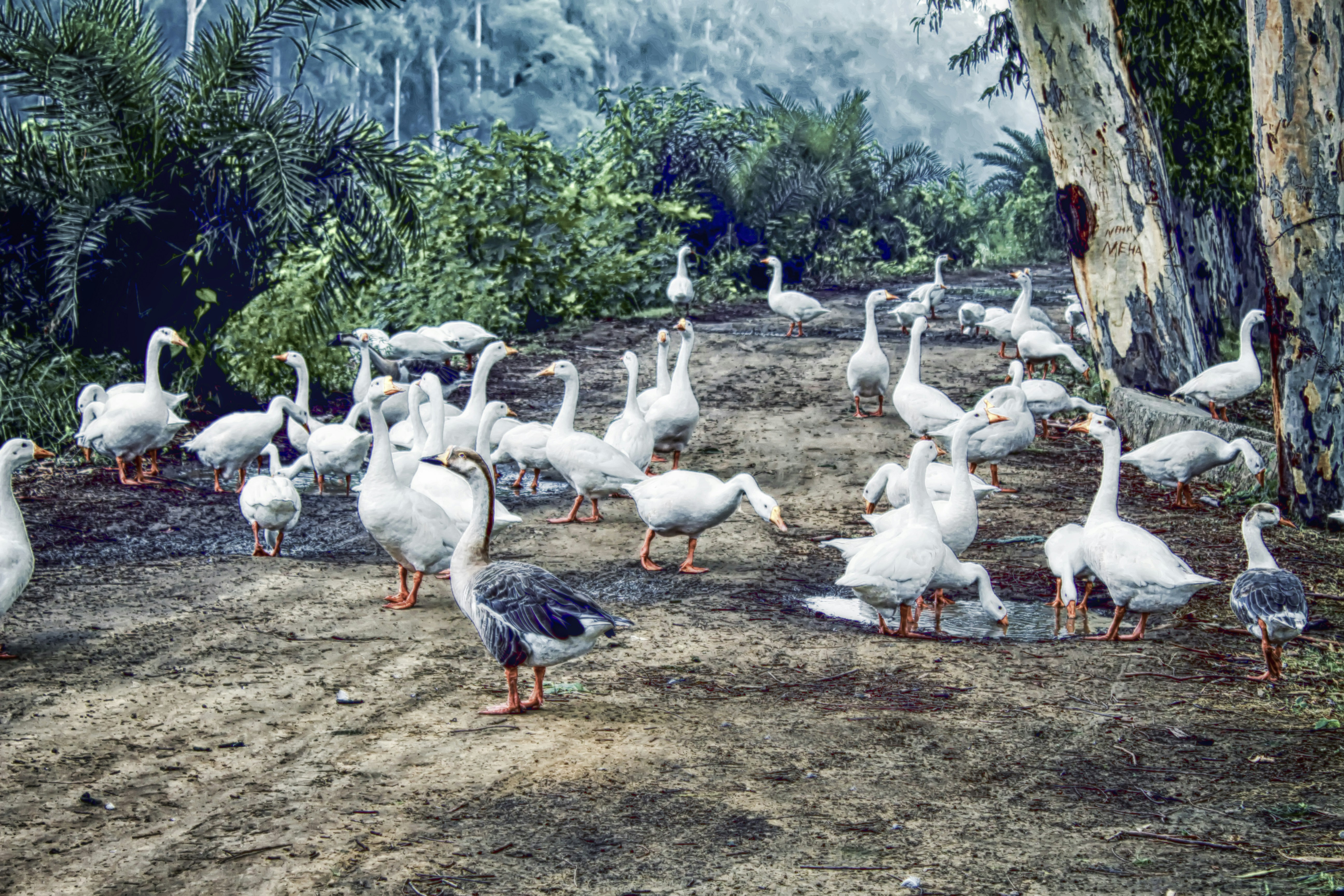 Jurong Bird Park's Feathered Bacterial Highways (image credits: unsplash)