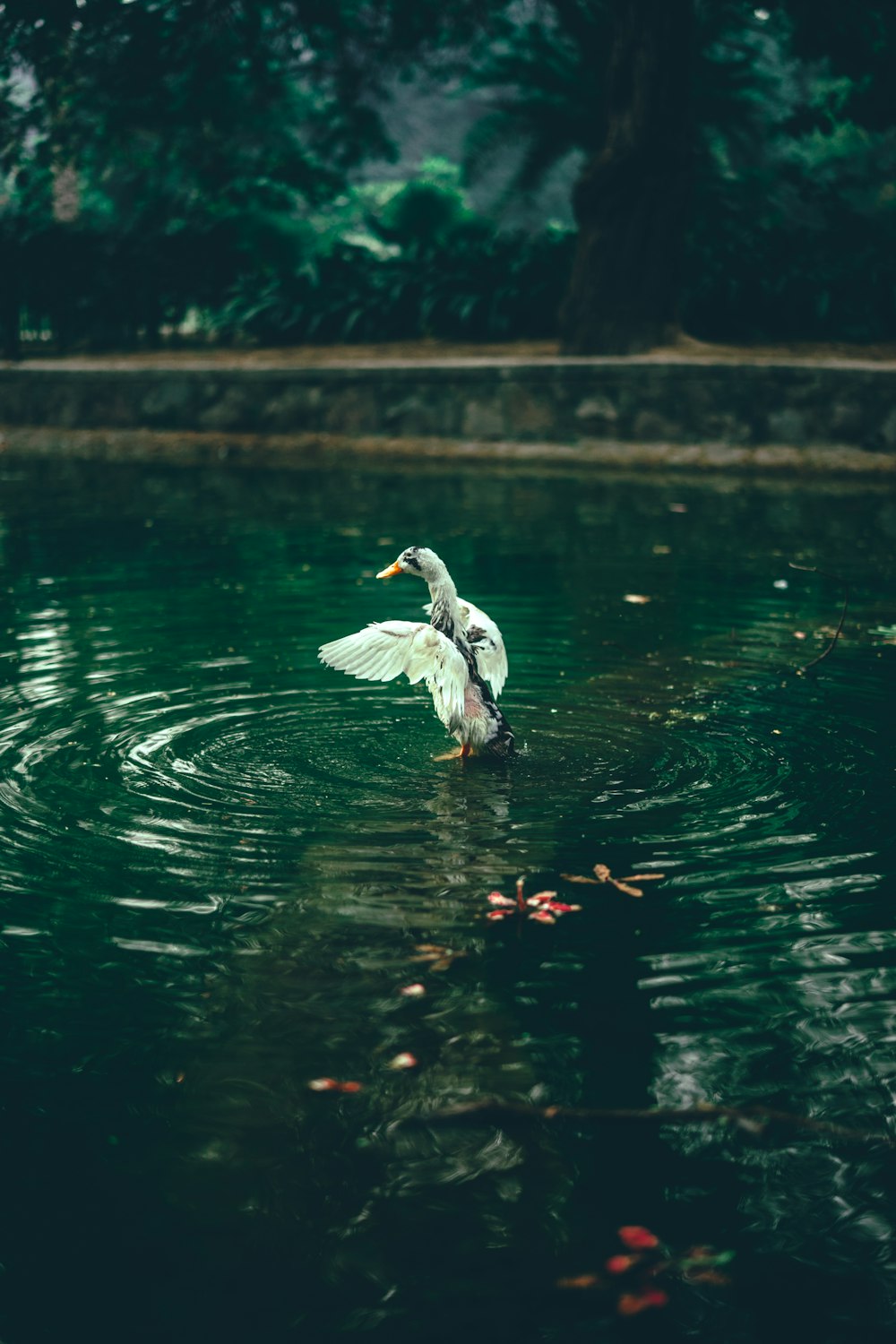 white duck on body of water