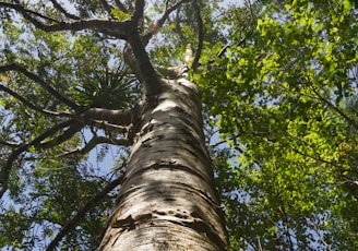 Looking up at tree