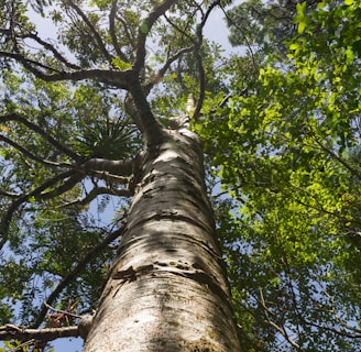 low-angle photography of green-leafed tree