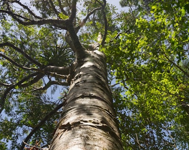 low-angle photography of green-leafed tree