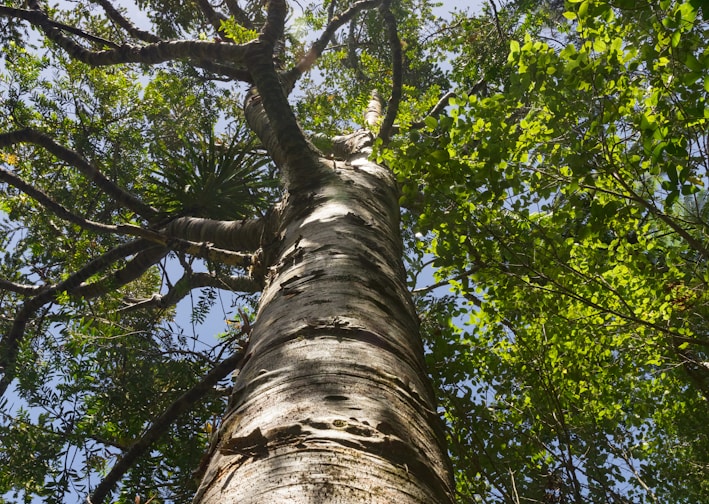 low-angle photography of green-leafed tree