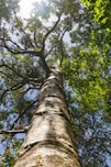 low-angle photography of green-leafed tree