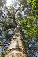 low-angle photography of green-leafed tree